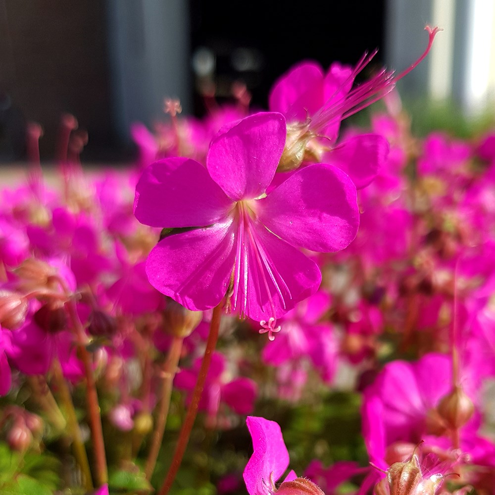 <i>Geranium</i> × <i>cantabrigiense</i> <b class=small-caps>Intense</b> (PBR)