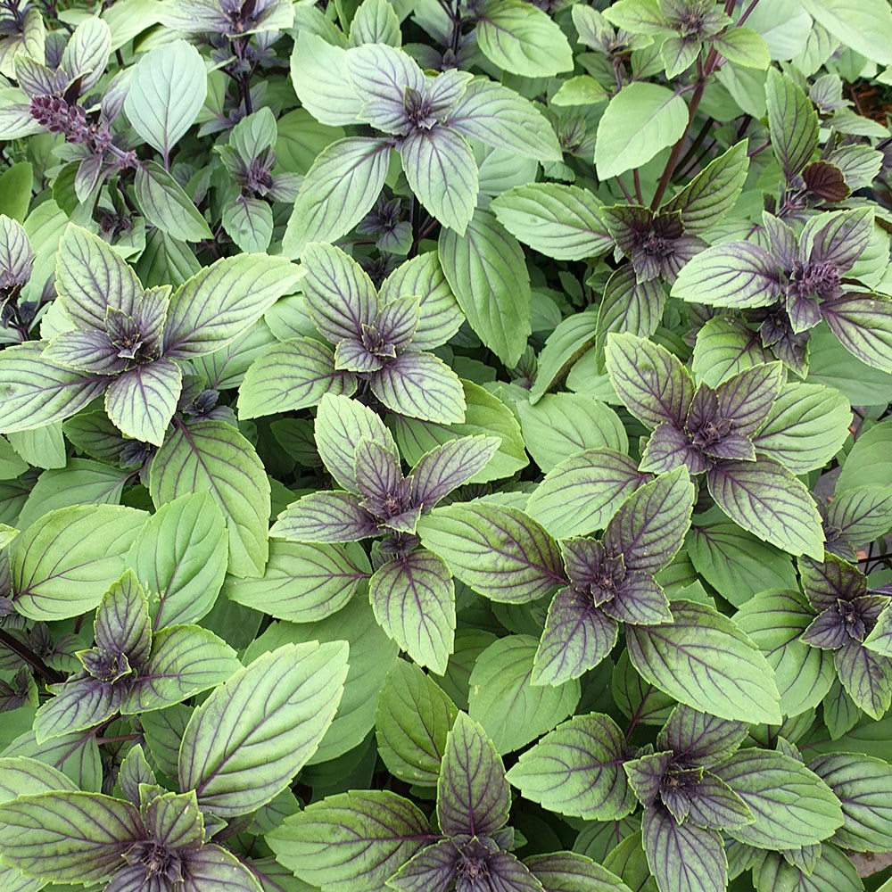 basil 'Magic Mountain'