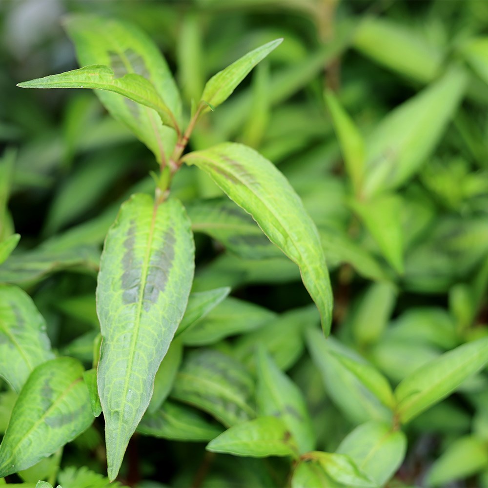 Vietnamese coriander