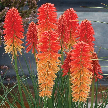 Kniphofia Poco Sunset (Poco Series)
