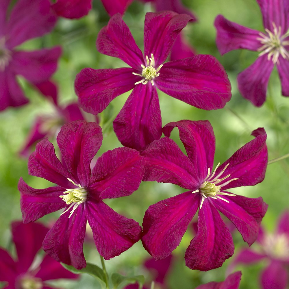 Four seasons clematis collection