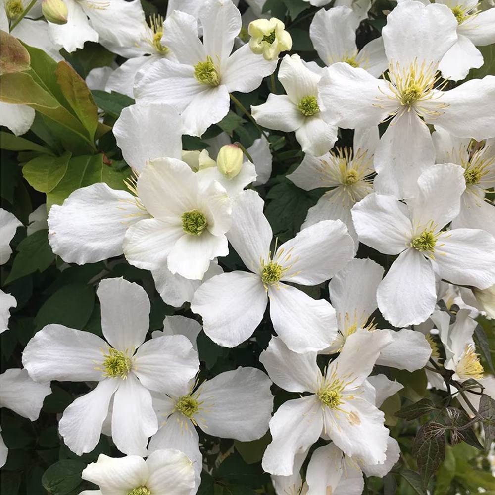 Four seasons clematis collection