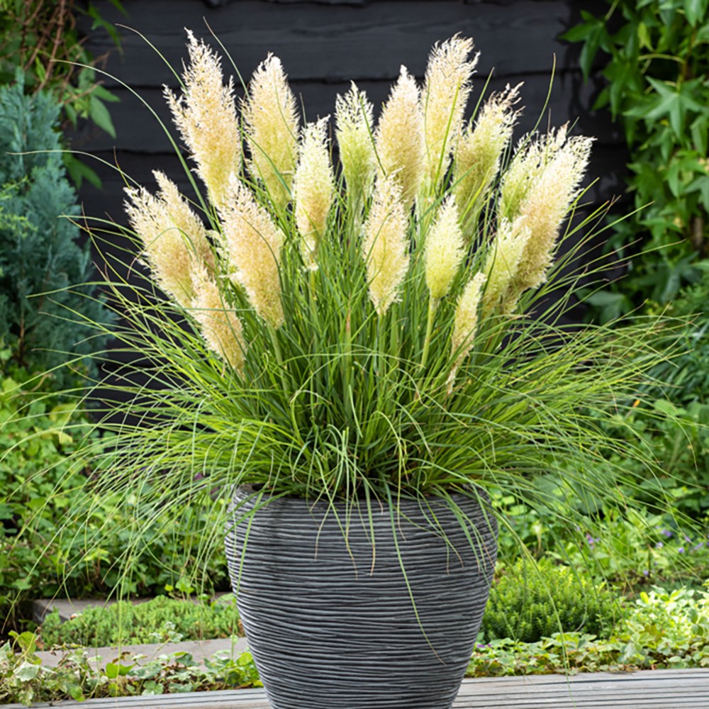 <i>Cortaderia selloana</i> <b class=small-caps>Tiny Pampa</b> ('Day1') (PBR)