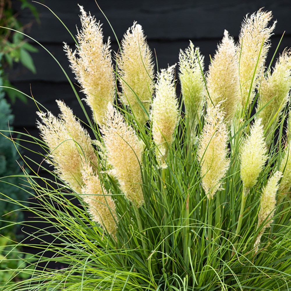<i>Cortaderia selloana</i> <b class=small-caps>Tiny Pampa</b> ('Day1') (PBR)