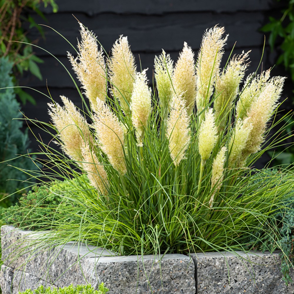 <i>Cortaderia selloana</i> <b class=small-caps>Tiny Pampa</b> ('Day1') (PBR)