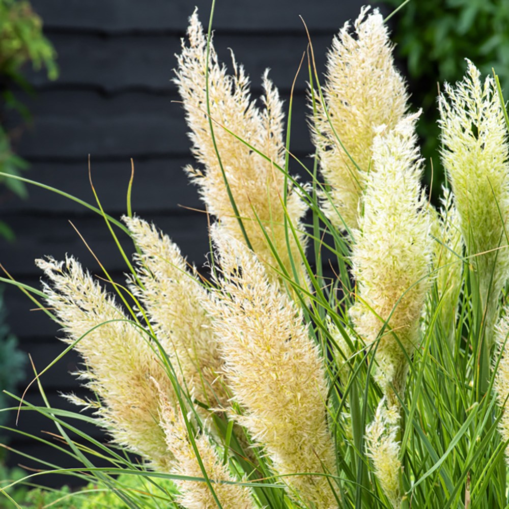 <i>Cortaderia selloana</i> <b class=small-caps>Tiny Pampa</b> ('Day1') (PBR)
