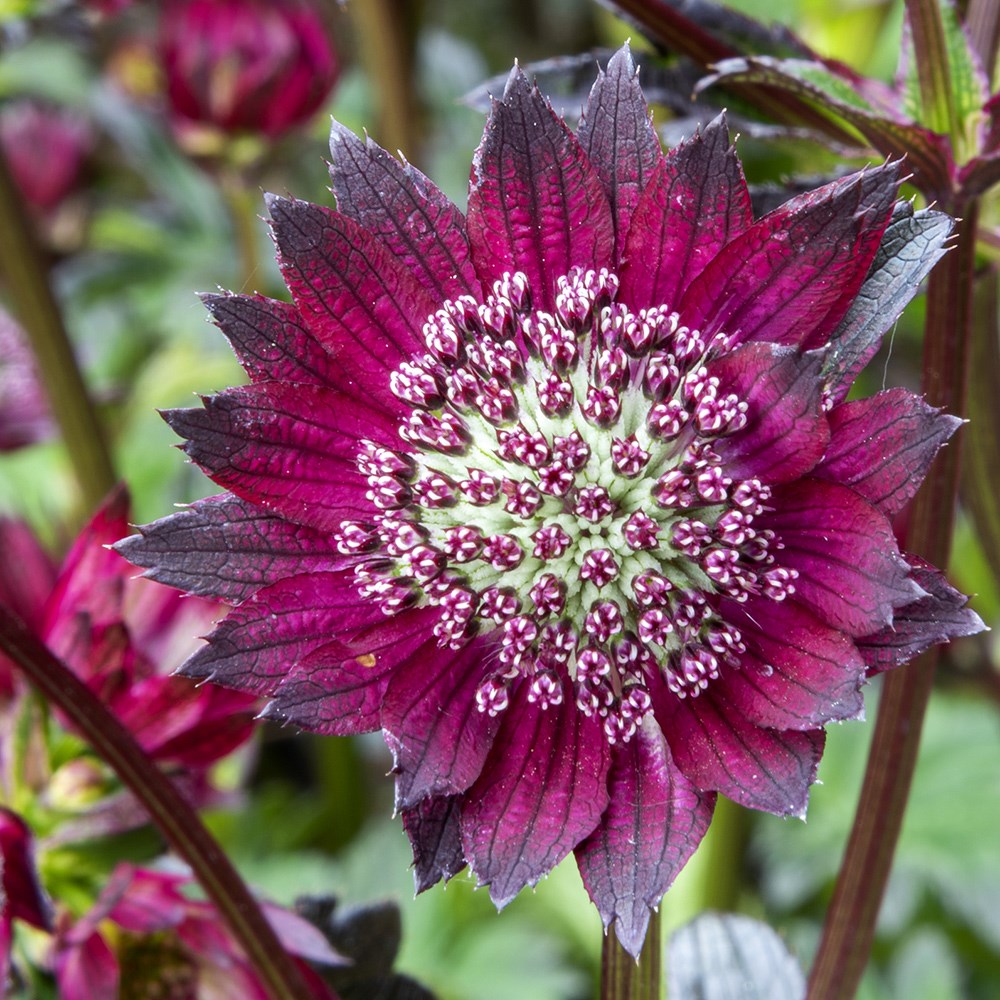 <i>Astrantia major</i> 'Gill Richardson Group'