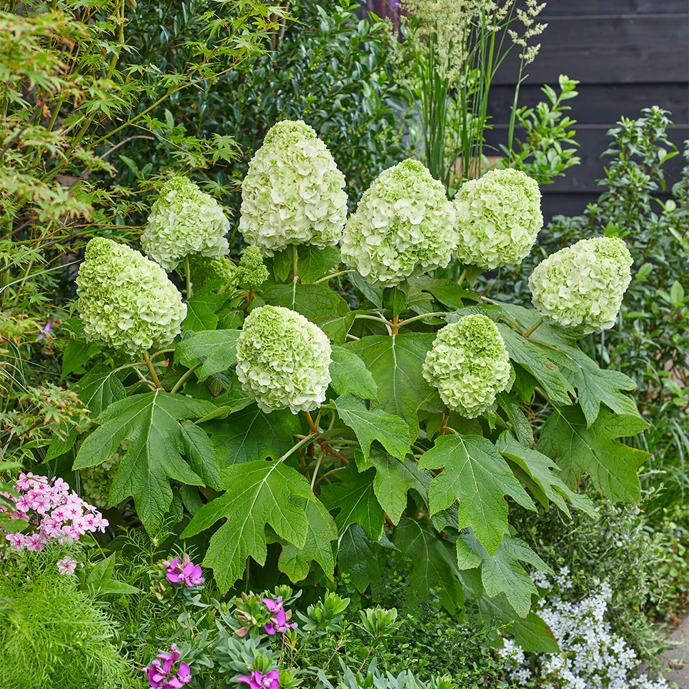<i>Hydrangea quercifolia</i> 'Tara'