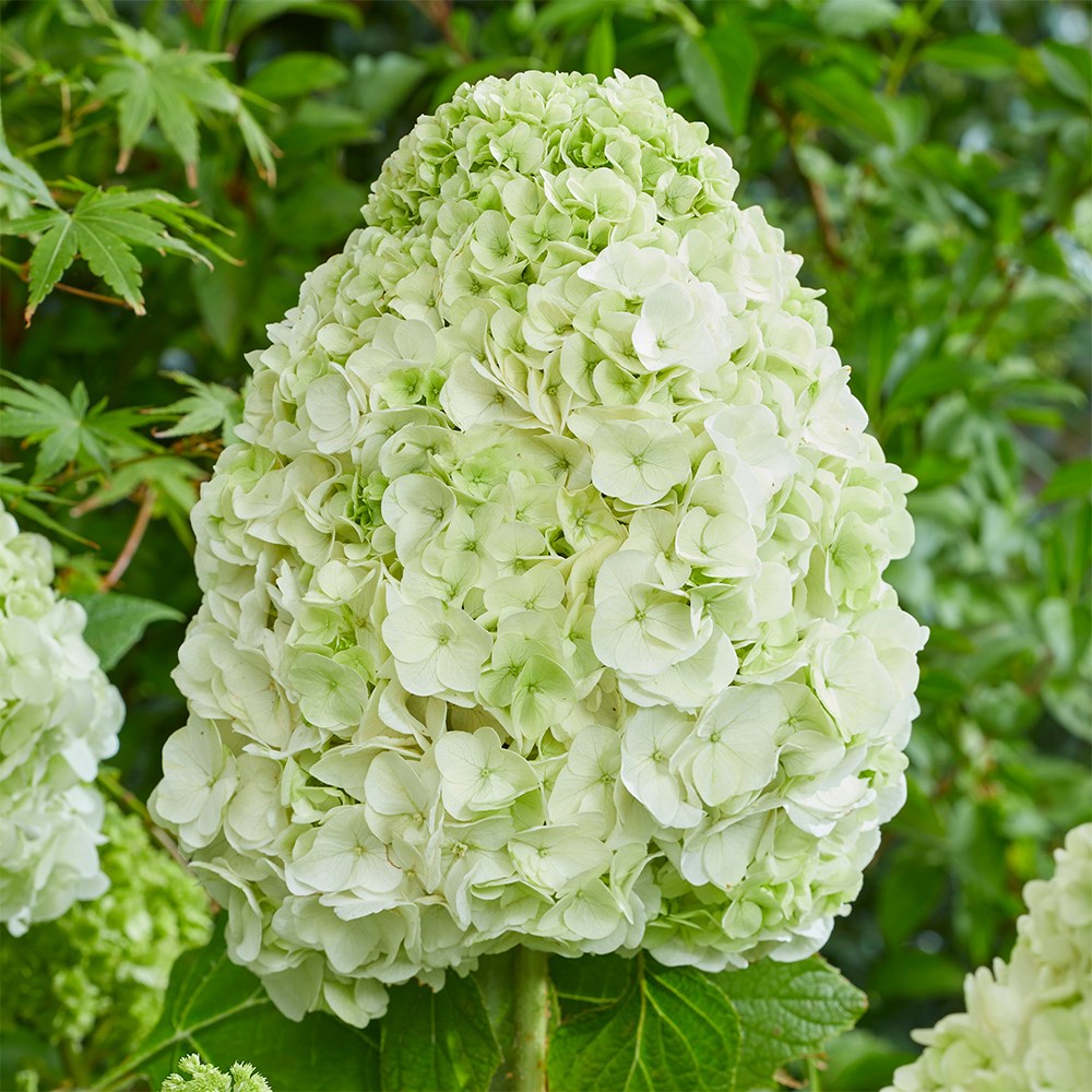 <i>Hydrangea quercifolia</i> 'Tara'