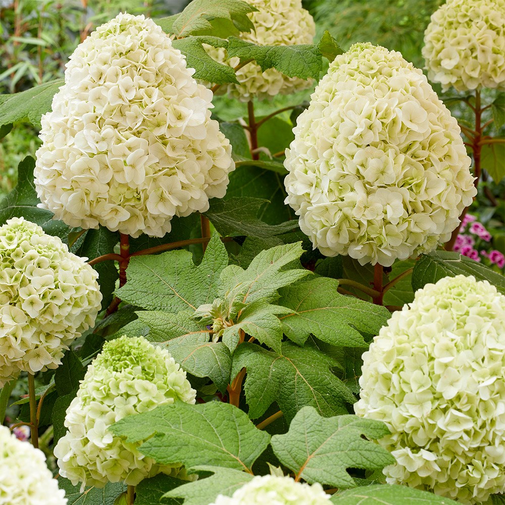 <i>Hydrangea quercifolia</i> 'Tara'