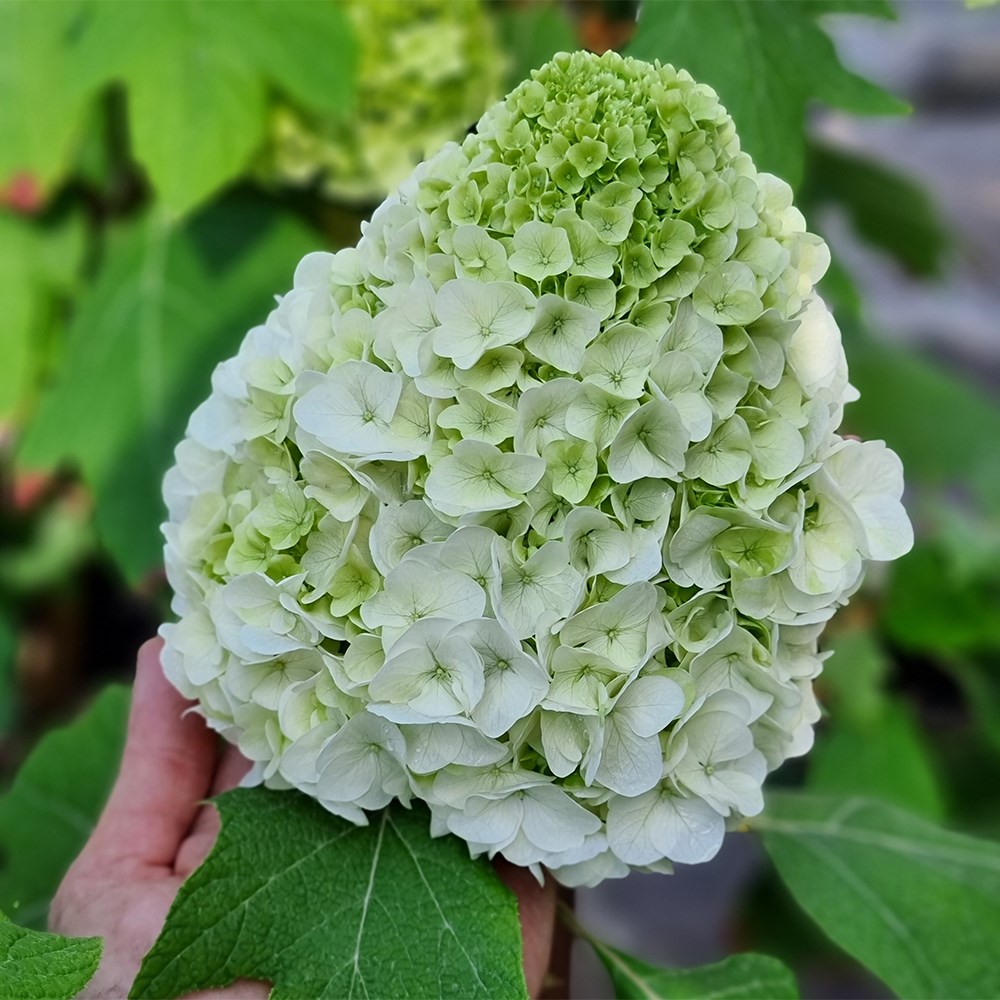 <i>Hydrangea quercifolia</i> 'Tara'