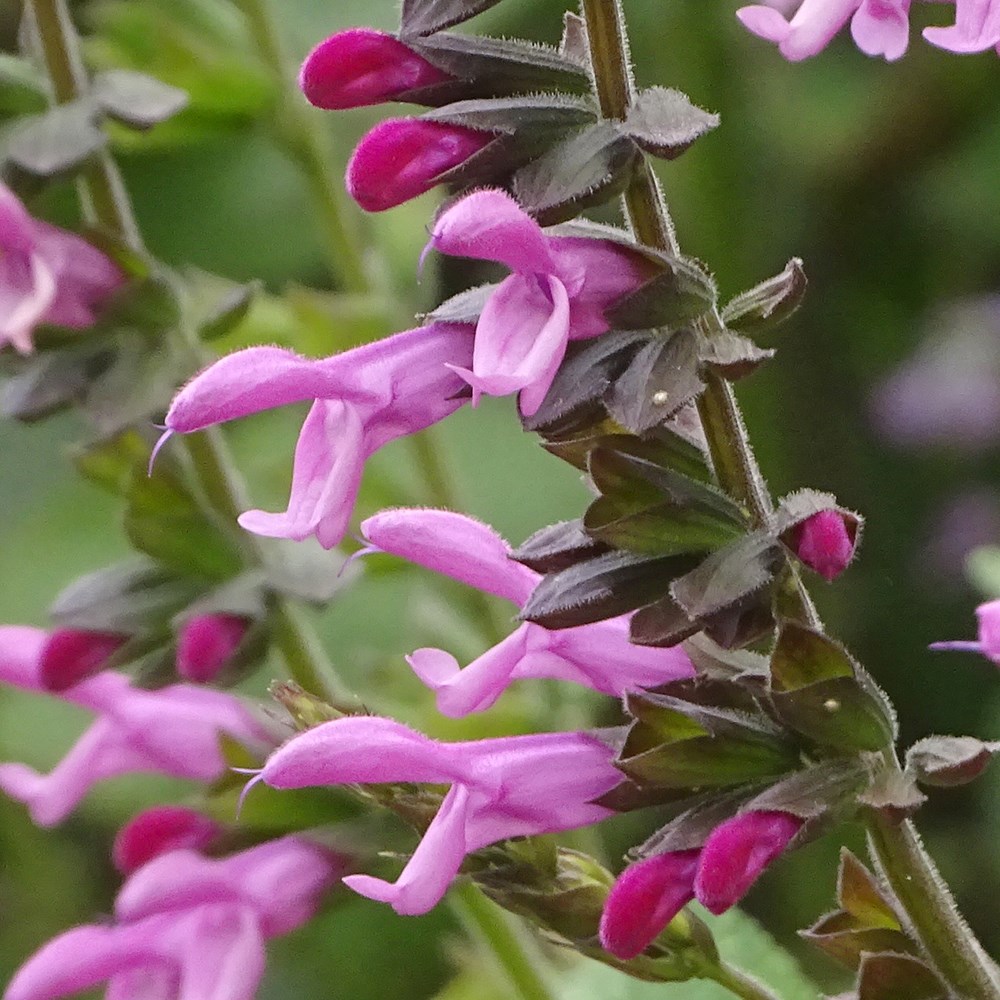 <i>Salvia</i> <b class=small-caps>Pink Amistad</b> ('Arggr17-011')