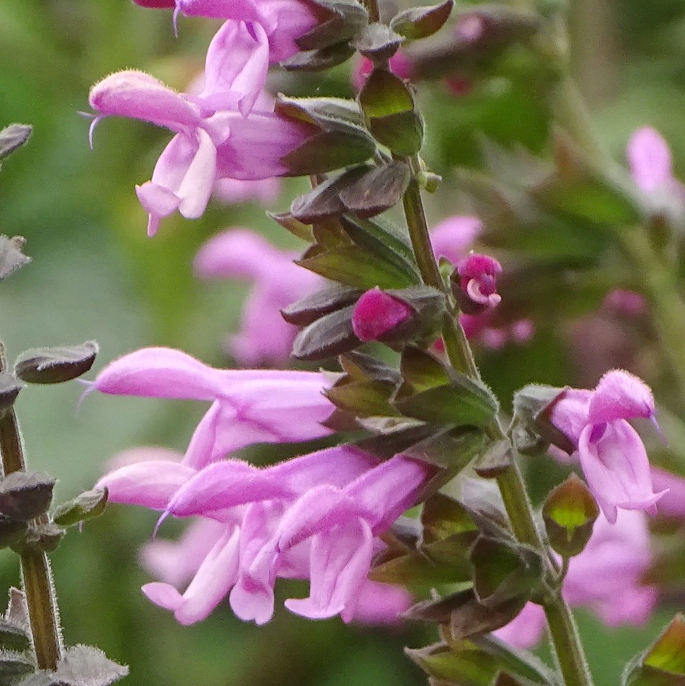 <i>Salvia</i> <b class=small-caps>Pink Amistad</b> ('Arggr17-011')