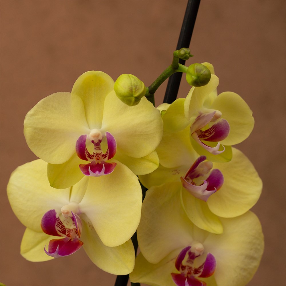 Phalaenopsis Miraflore | Orchid