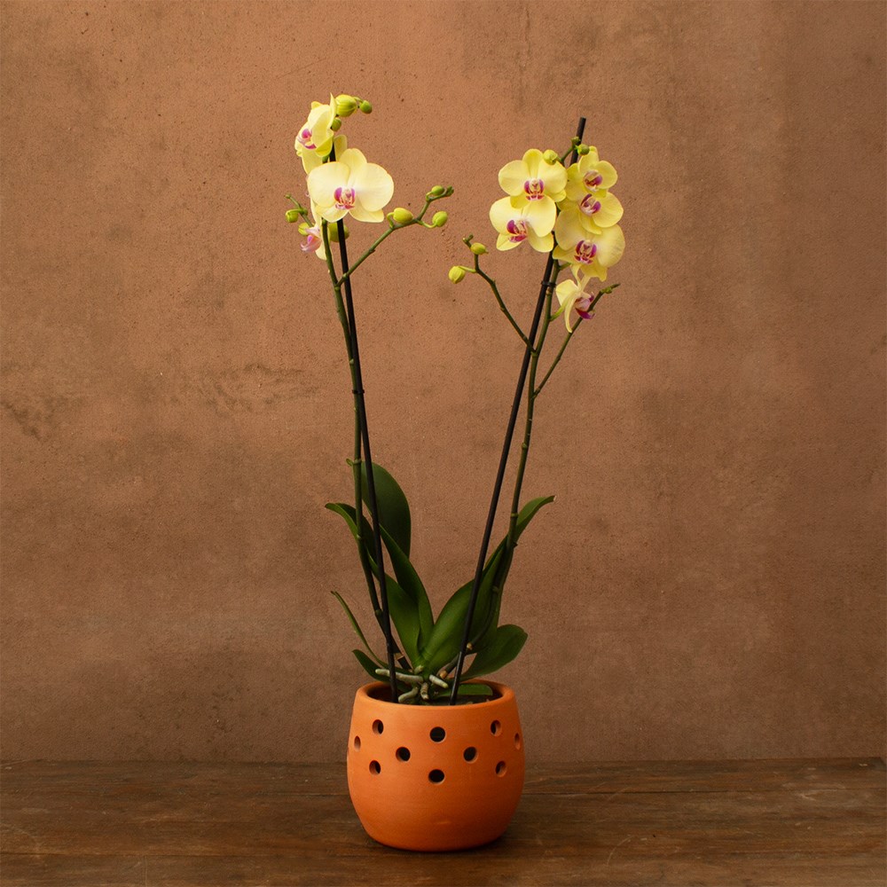 Phalaenopsis Miraflore | Orchid