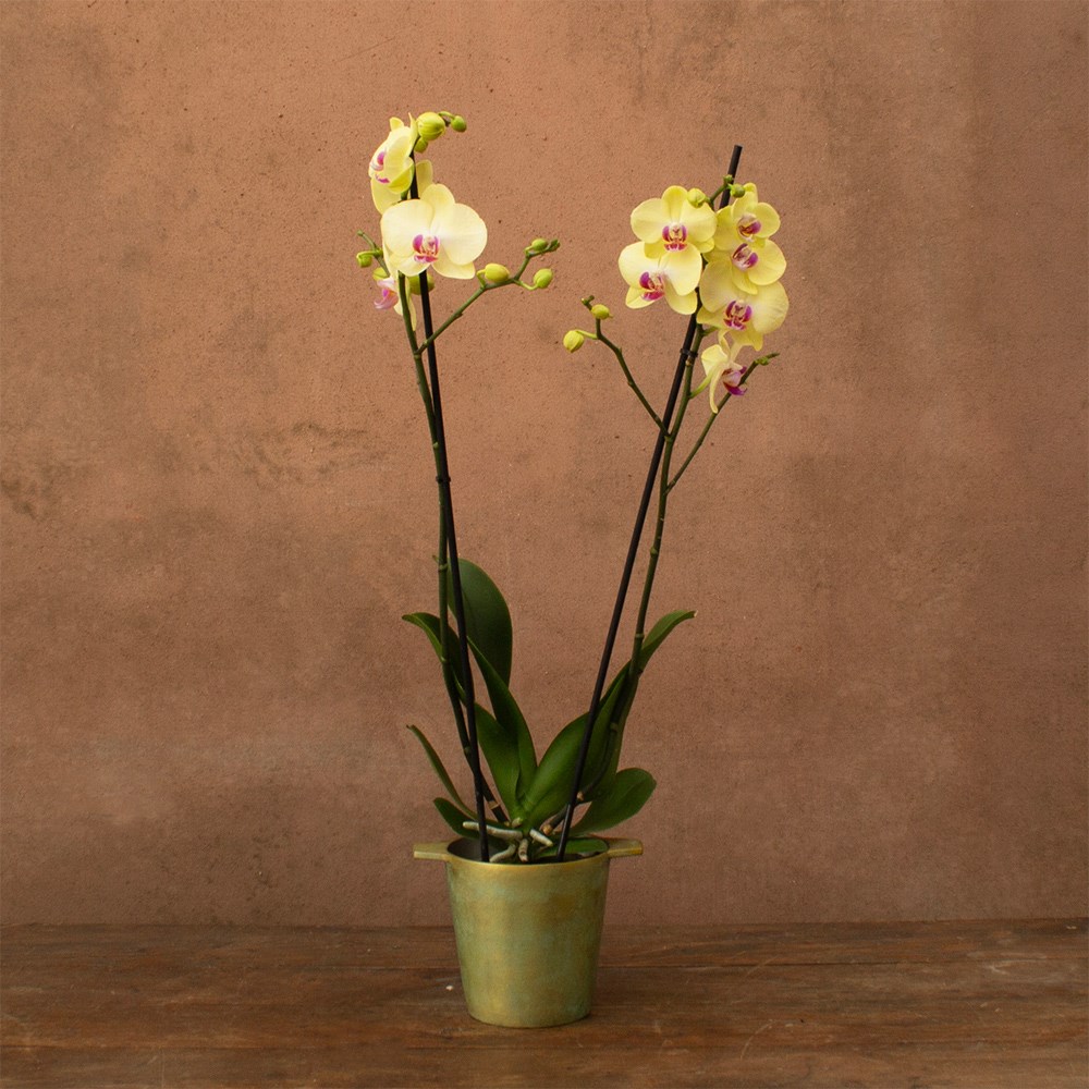 Phalaenopsis Miraflore | Orchid
