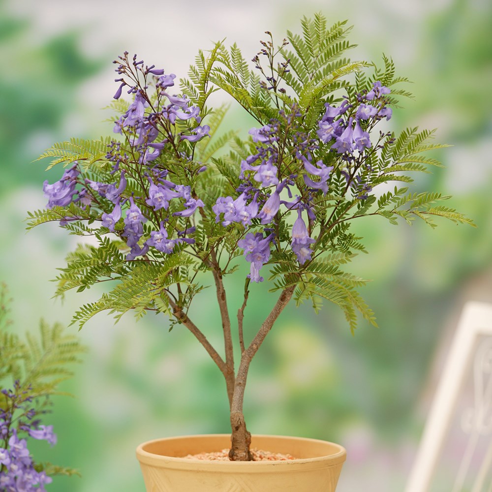 <i>Jacaranda mimosifolia</i> <b class=small-caps>Bonsai Blue</b> ('Sakai01') (PBR)