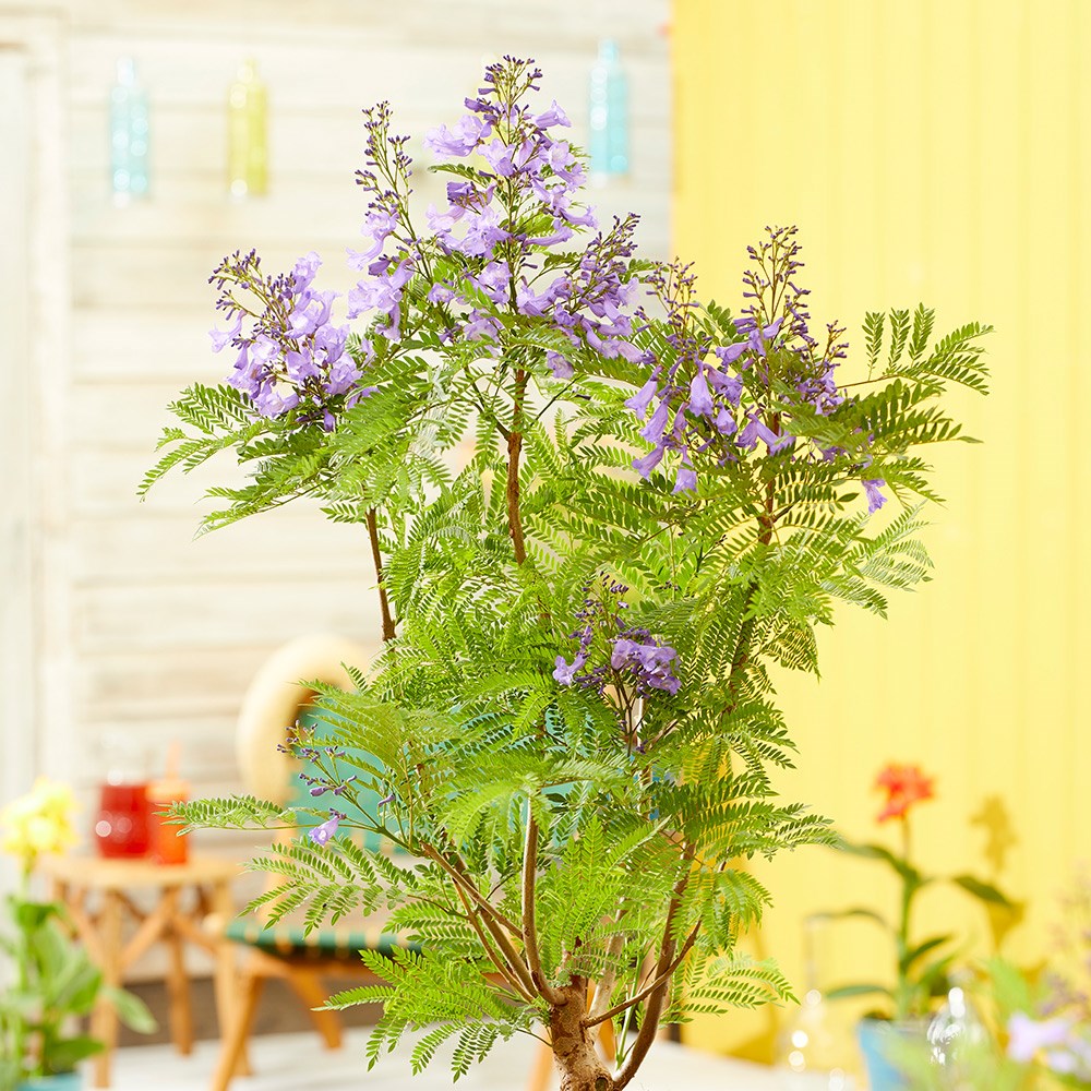 <i>Jacaranda mimosifolia</i> <b class=small-caps>Bonsai Blue</b> ('Sakai01') (PBR)