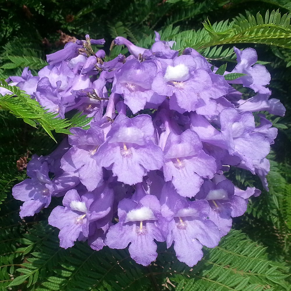 <i>Jacaranda mimosifolia</i> <b class=small-caps>Bonsai Blue</b> ('Sakai01') (PBR)