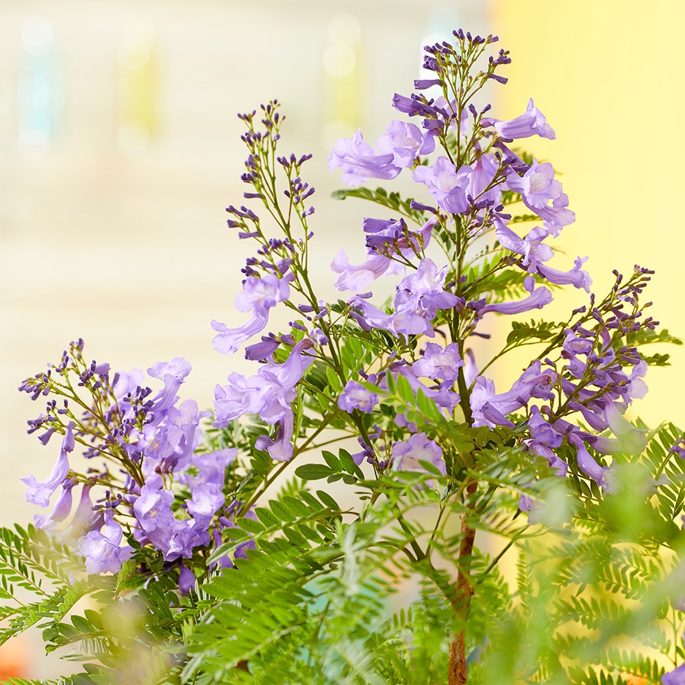 <i>Jacaranda mimosifolia</i> <b class=small-caps>Bonsai Blue</b> ('Sakai01') (PBR)