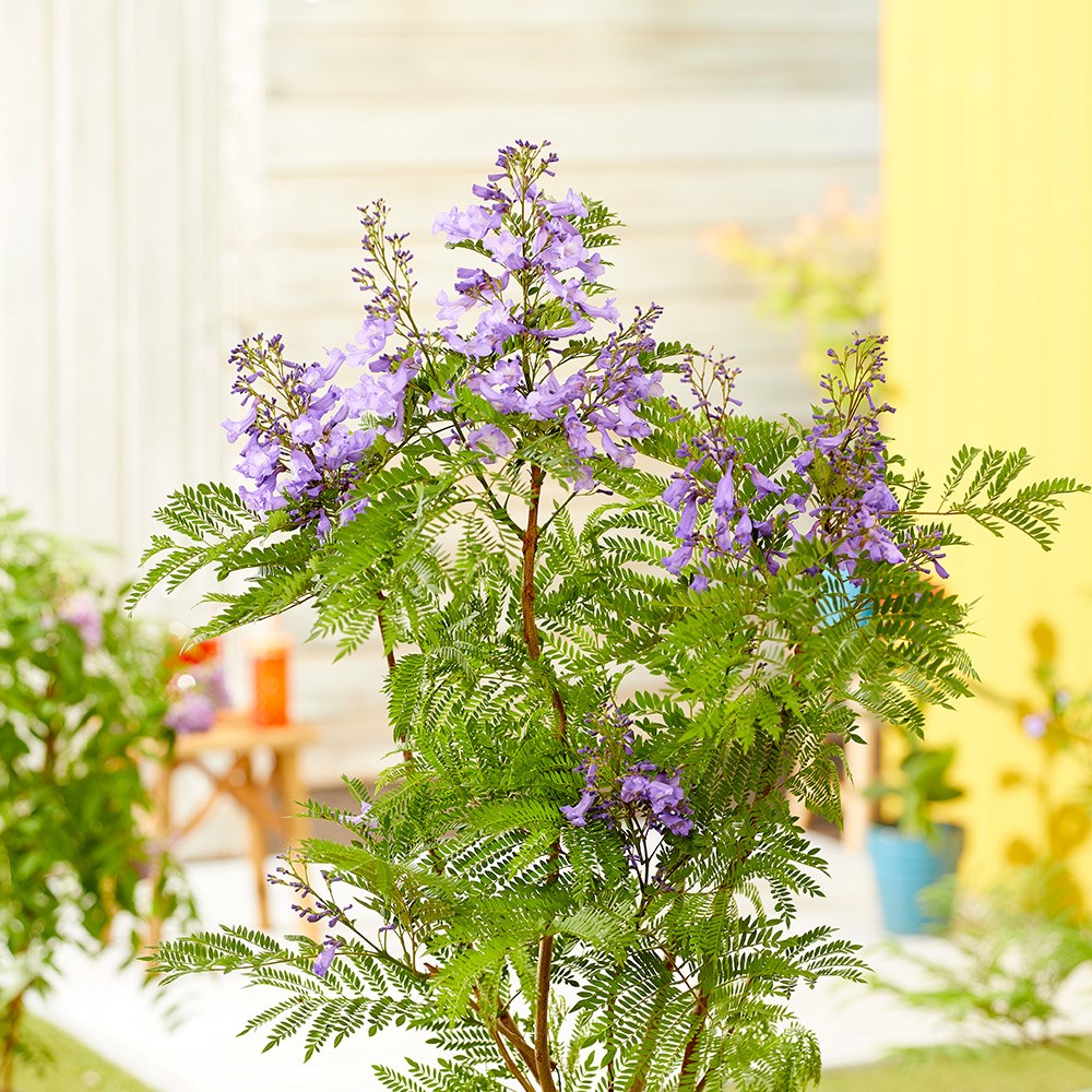 <i>Jacaranda mimosifolia</i> <b class=small-caps>Bonsai Blue</b> ('Sakai01') (PBR)