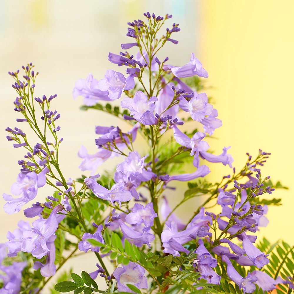 <i>Jacaranda mimosifolia</i> <b class=small-caps>Bonsai Blue</b> ('Sakai01') (PBR)