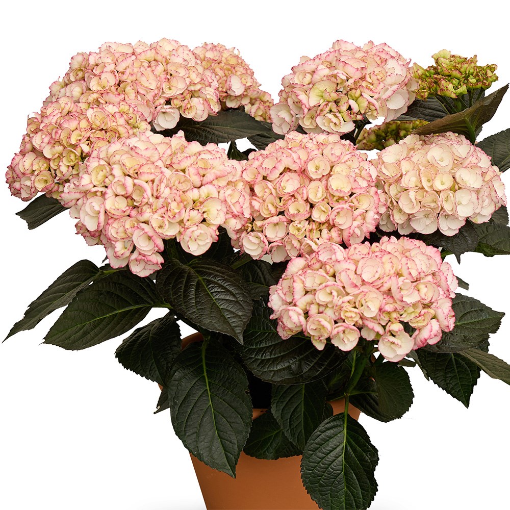 <i>Hydrangea macrophylla</i> <b class=small-caps>Midnight Pearl</b> ('Hokomamipe') (PBR)