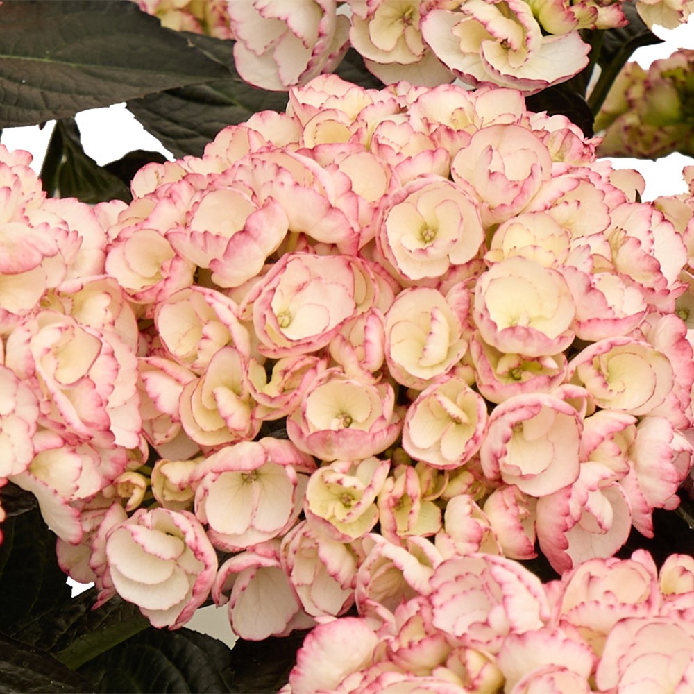<i>Hydrangea macrophylla</i> <b class=small-caps>Midnight Pearl</b> ('Hokomamipe') (PBR)