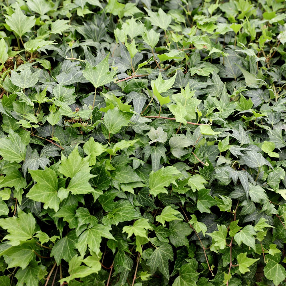 <i>Hedera helix</i> 'Green Ripple'