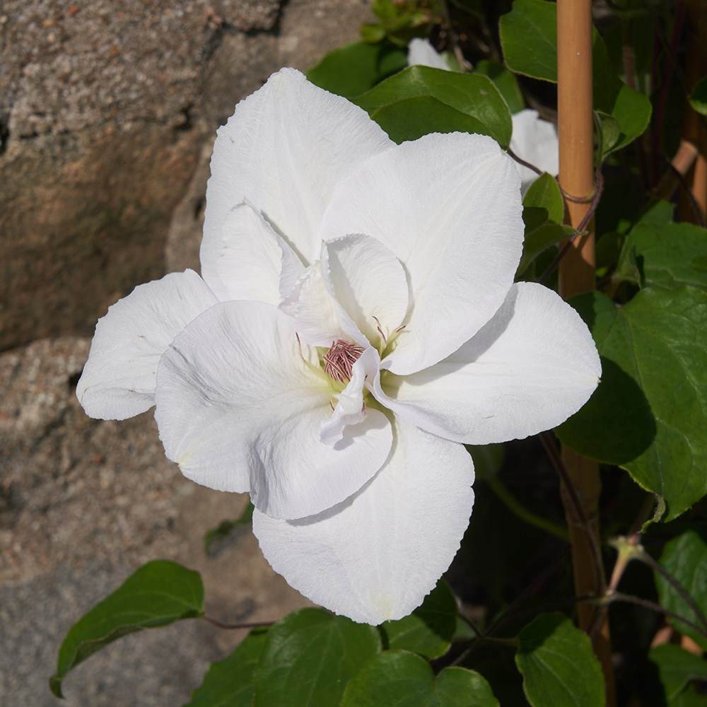 <i>Clematis</i> <b class=small-caps>Guernsey Flute</b> ('EviGsy153') (PBR)