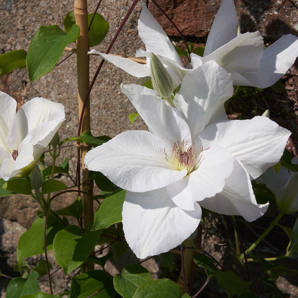 <i>Clematis</i> <b class=small-caps>Guernsey Flute</b> ('EviGsy153') (PBR)