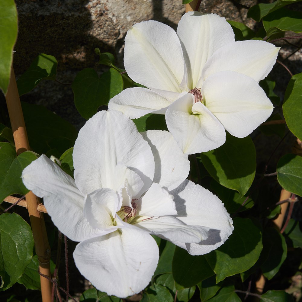 <i>Clematis</i> <b class=small-caps>Guernsey Flute</b> ('EviGsy153') (PBR)