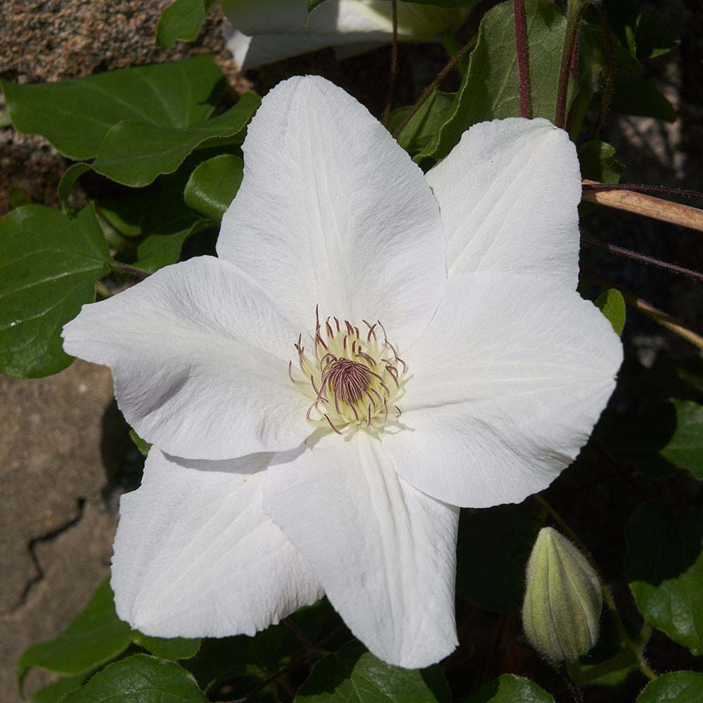 <i>Clematis</i> <b class=small-caps>Guernsey Flute</b> ('EviGsy153') (PBR)