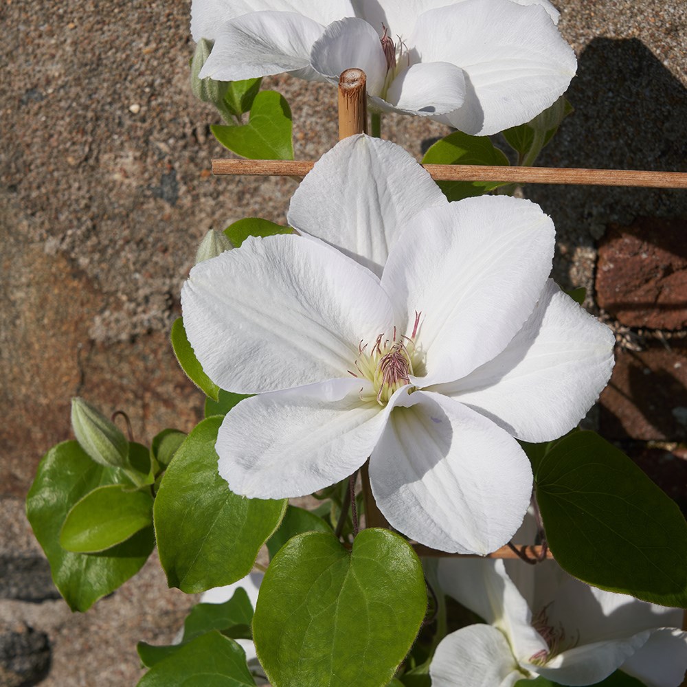 <i>Clematis</i> <b class=small-caps>Guernsey Flute</b> ('EviGsy153') (PBR)