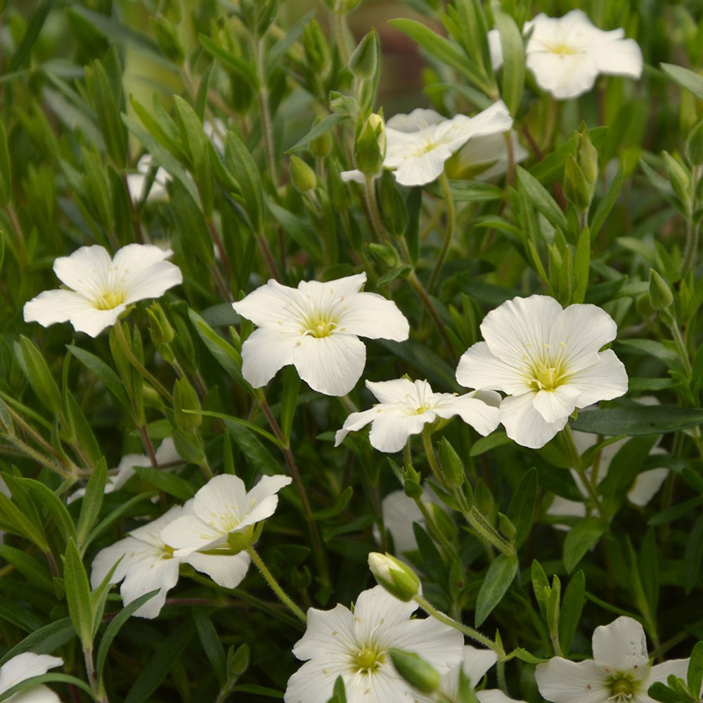 <i>Arenaria montana</i> 'Snow White'