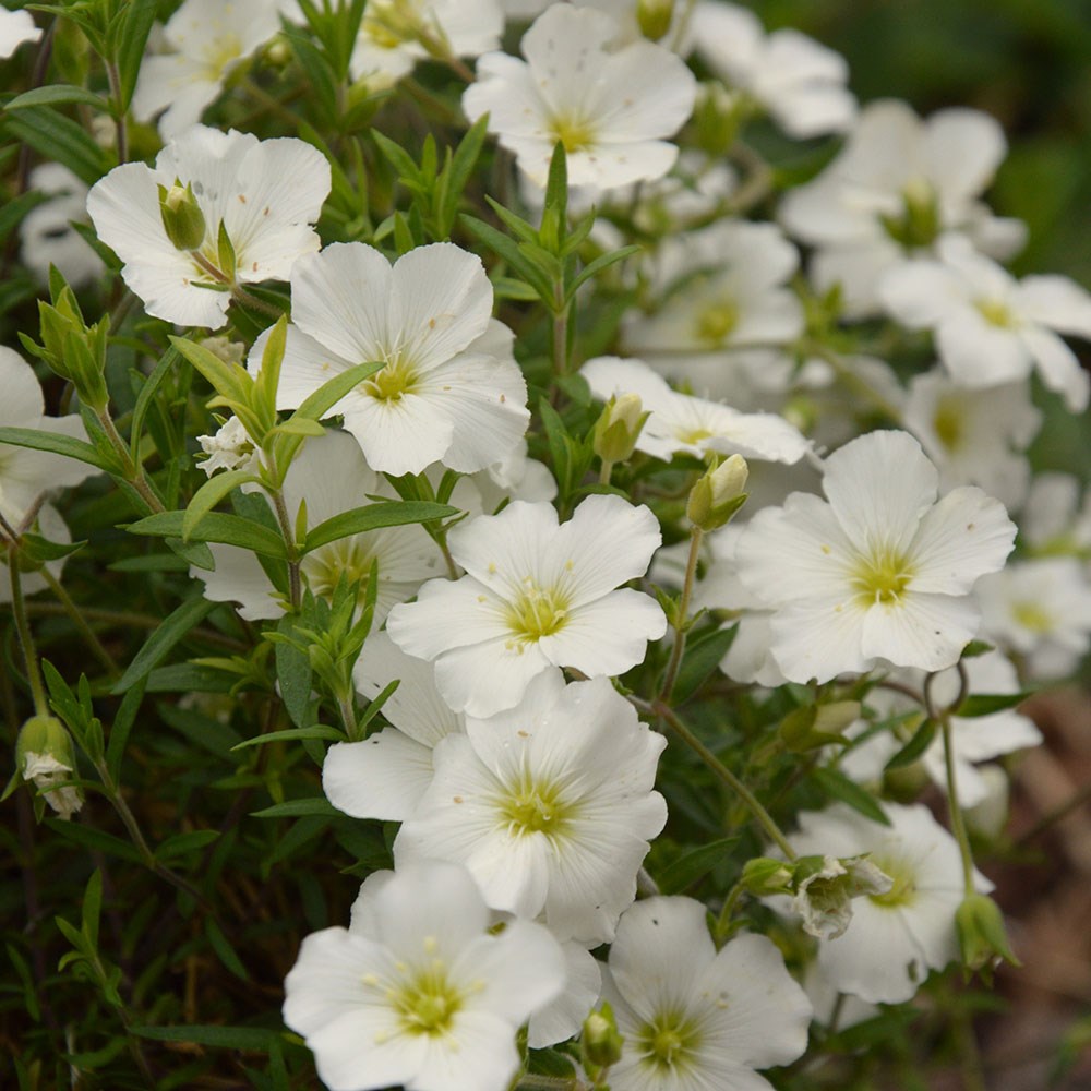 <i>Arenaria montana</i> 'Snow White'