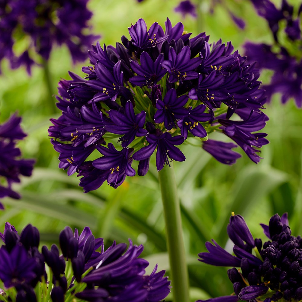 <i>Agapanthus</i>  <b class=small-caps>BlackJack</b> ('Dwaghyb02') (PBR)