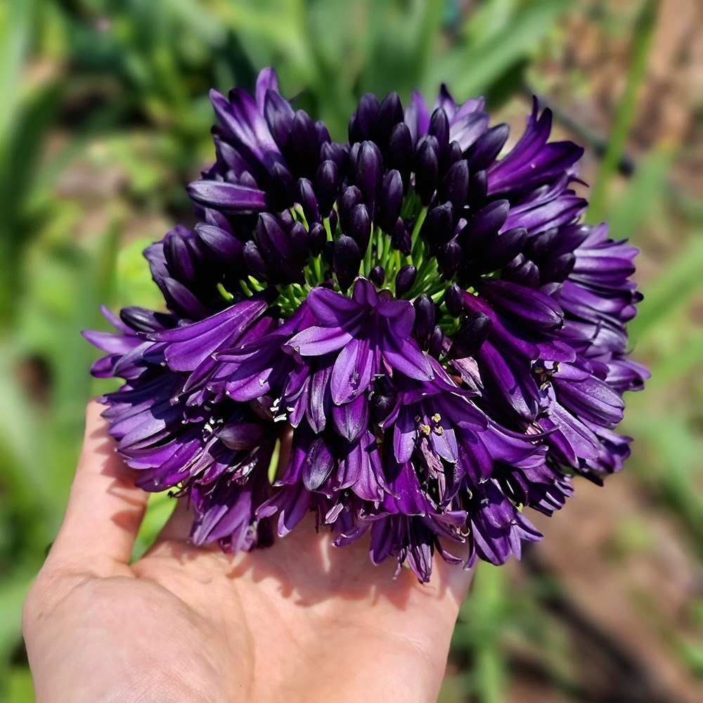 <i>Agapanthus</i>  <b class=small-caps>BlackJack</b> ('Dwaghyb02') (PBR)