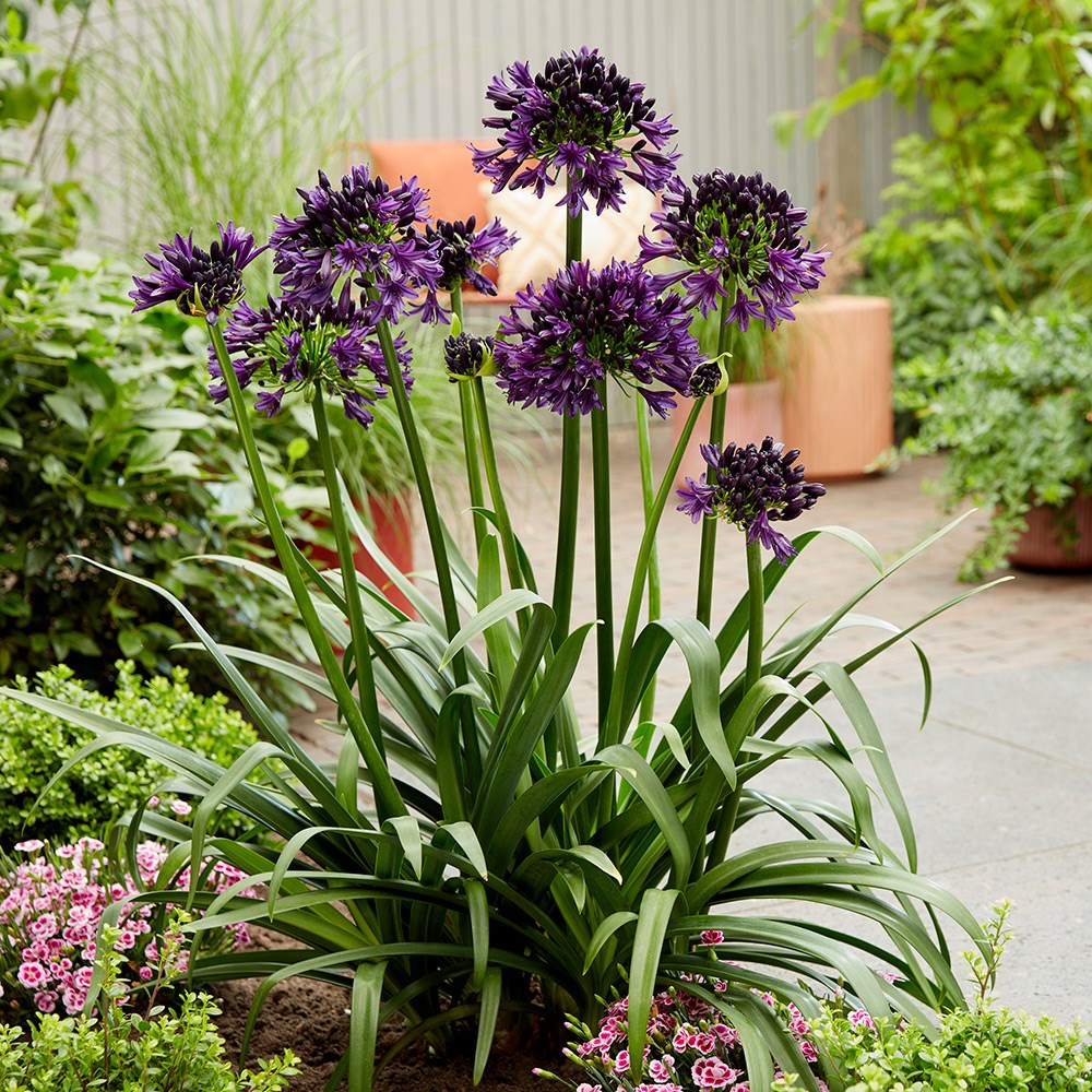 <i>Agapanthus</i>  <b class=small-caps>BlackJack</b> ('Dwaghyb02') (PBR)