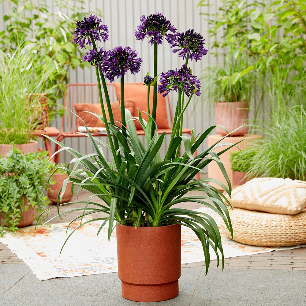 <i>Agapanthus</i>  <b class=small-caps>BlackJack</b> ('Dwaghyb02') (PBR)