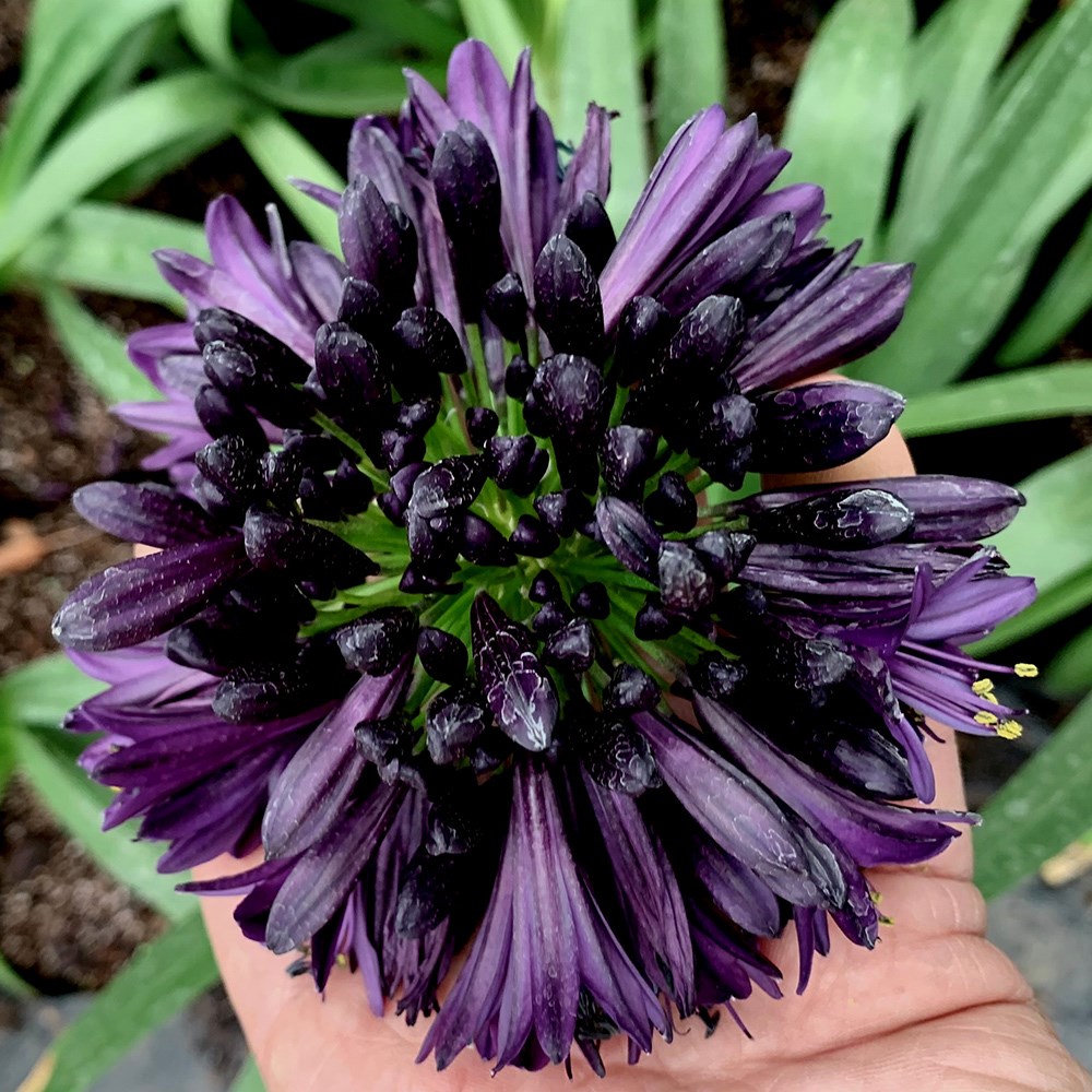 <i>Agapanthus</i>  <b class=small-caps>BlackJack</b> ('Dwaghyb02') (PBR)