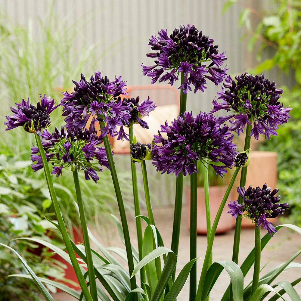 <i>Agapanthus</i>  <b class=small-caps>BlackJack</b> ('Dwaghyb02') (PBR)