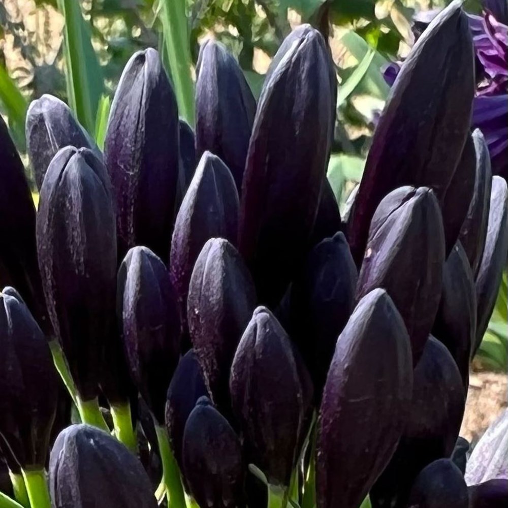 <i>Agapanthus</i>  <b class=small-caps>BlackJack</b> ('Dwaghyb02') (PBR)