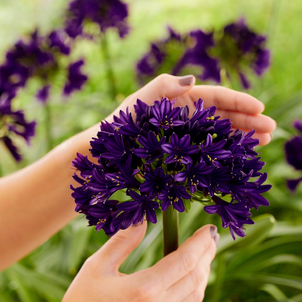 <i>Agapanthus</i>  <b class=small-caps>BlackJack</b> ('Dwaghyb02') (PBR)