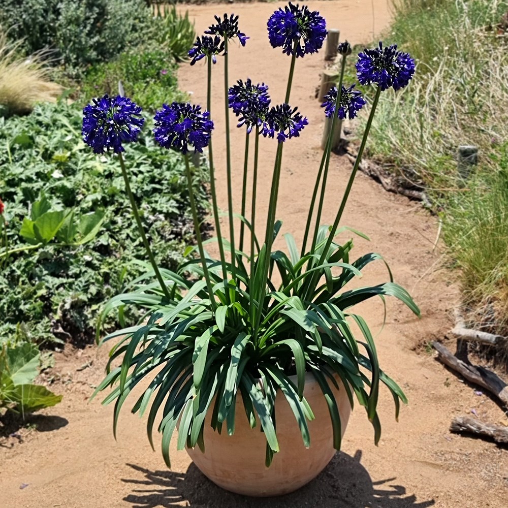 <i>Agapanthus</i> <b class=small-caps> Midnight Sky </b> ('DWAgHyb-01') (PBR) (Everpanthus Series)