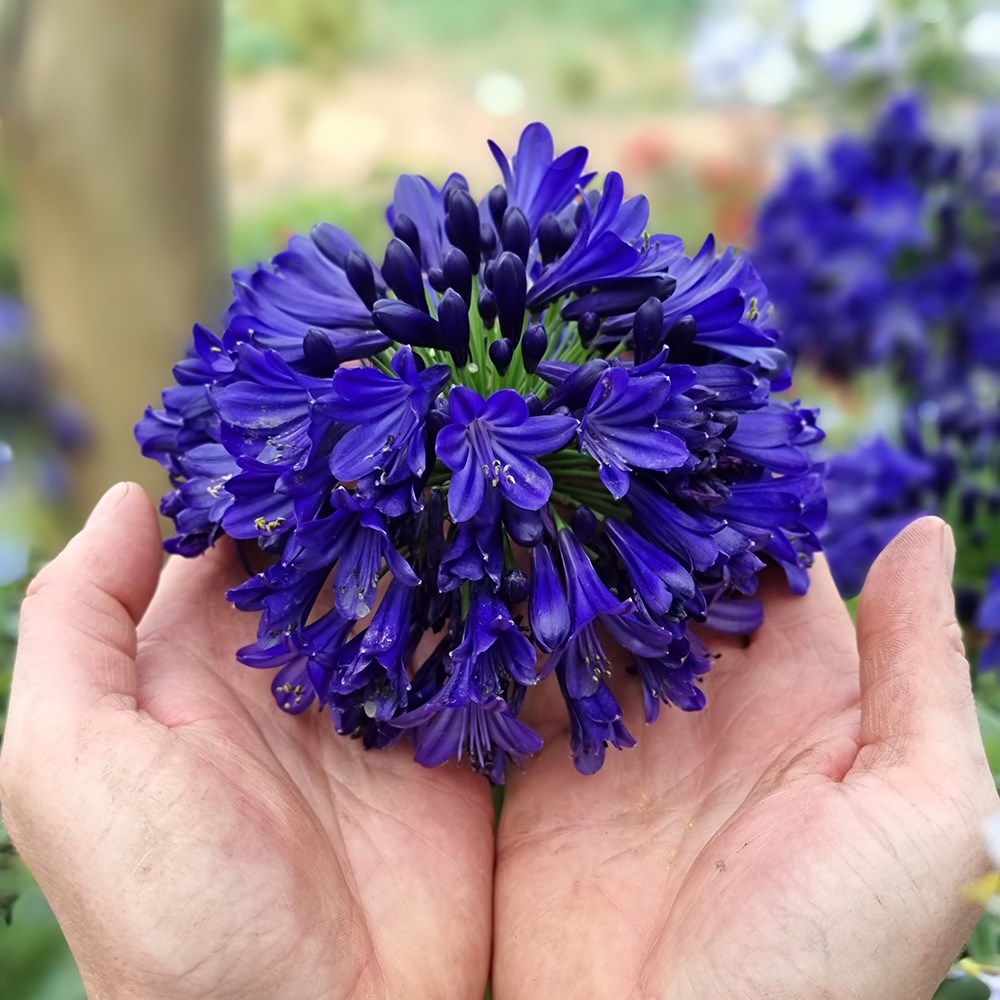 <i>Agapanthus</i> <b class=small-caps> Midnight Sky </b> ('DWAgHyb-01') (PBR) (Everpanthus Series)