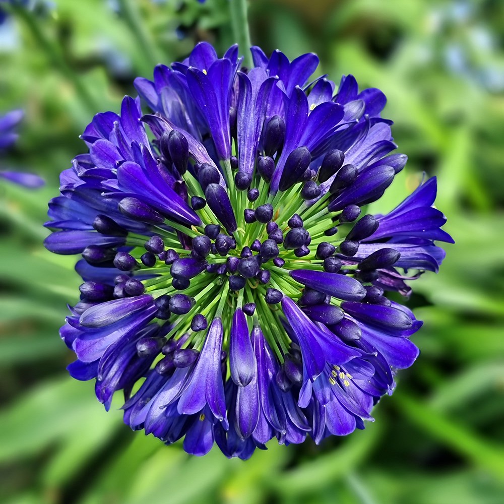 <i>Agapanthus</i> <b class=small-caps> Midnight Sky </b> ('DWAgHyb-01') (PBR) (Everpanthus Series)