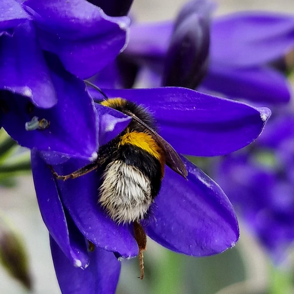 <i>Agapanthus</i> <b class=small-caps> Midnight Sky </b> ('DWAgHyb-01') (PBR) (Everpanthus Series)