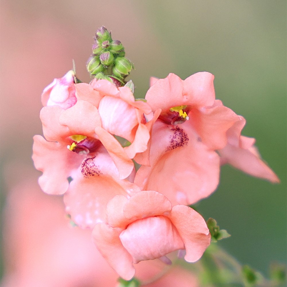 <i>Diascia</i> 'Monhop Apricot'