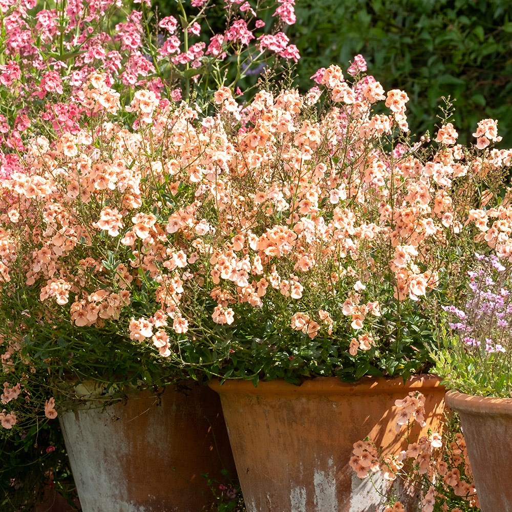 <i>Diascia</i> 'Monhop Apricot'